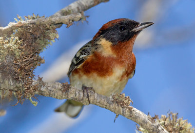 Bay Breasted Warbler