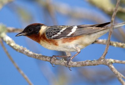 Bay Breasted Warbler