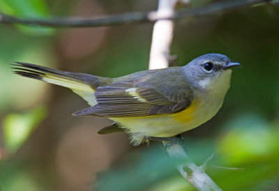 American Redstart (Female)