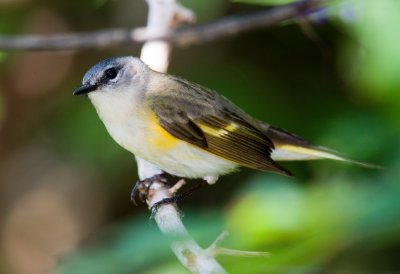 American Redstart (Female)