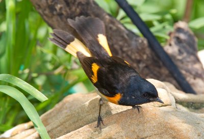 American Redstart