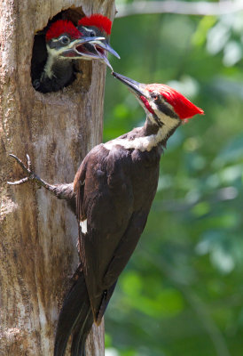 Pileated Woodpecker