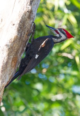 Pileated Woodpecker