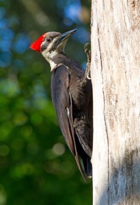 Pileated Woodpecker