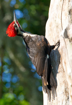 Pileated Woodpecker