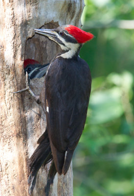 Pileated Woodpecker