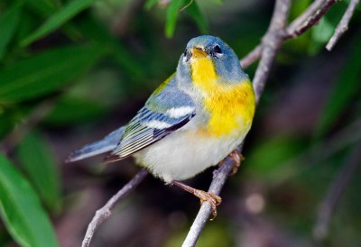 Northern Parula