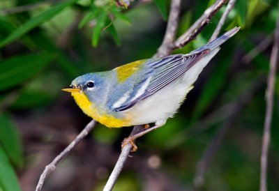 Northern Parula