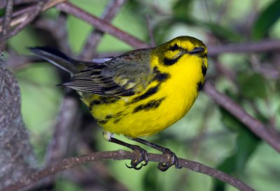 Prairie Warbler