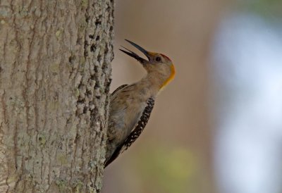 Golden Fronted Woodpecker