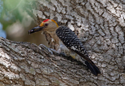 Golden Fronted Woodpecker (male)