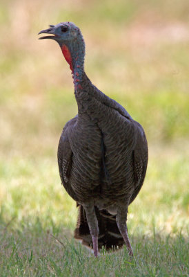 Wild Turkey