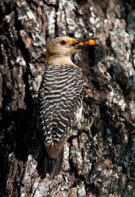 Golden Fronted Woodpecker