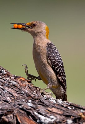 Golden Fronted Woodpecker