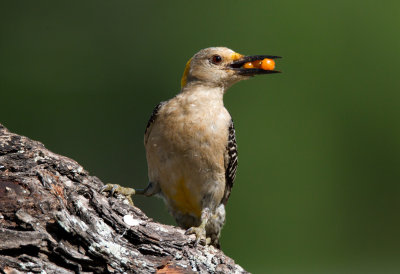 Golden Fronted Woodpecker