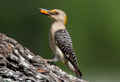 Golden Fronted Woodpecker