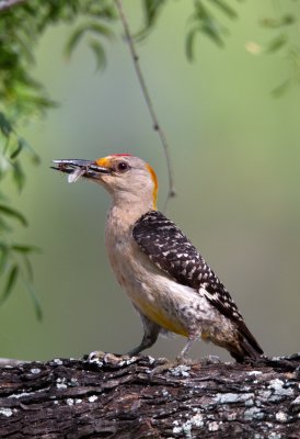 Golden Fronted Woodpecker (male)