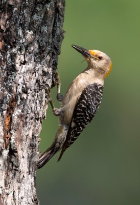 Golden Fronted Woodpecker