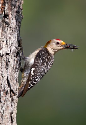 Golden Fronted Woodpecker (male)