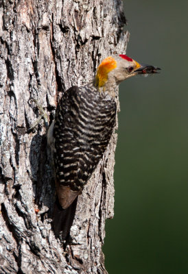 Golden Fronted Woodpecker (male)