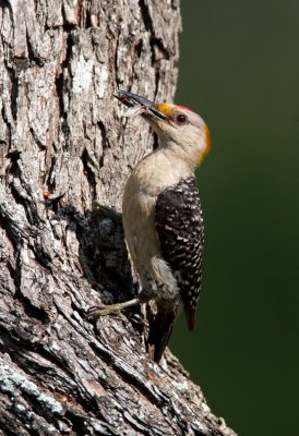 Golden Fronted Woodpecker (male)