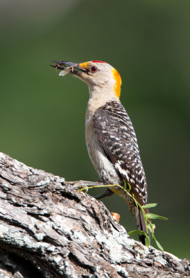 Golden Fronted Woodpecker (male)