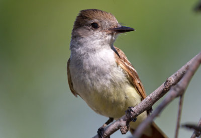 Ash Throated Flycatcher