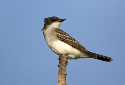 Eastern Kingbird