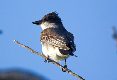 Eastern Kingbird