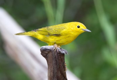 Yellow Warbler
