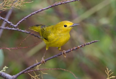 Yellow Warbler