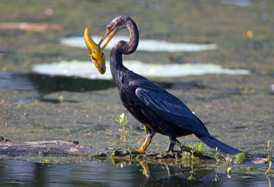Anhinga with Fish