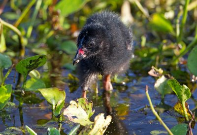 Purple Gallinule (chick)