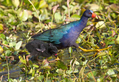 Purple Gallinule (chick)