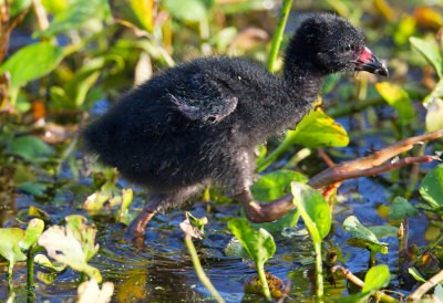 Purple Gallinule (chick)