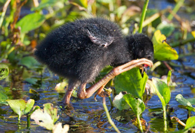 Purple Gallinule (chick)