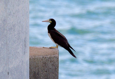 Brown Booby