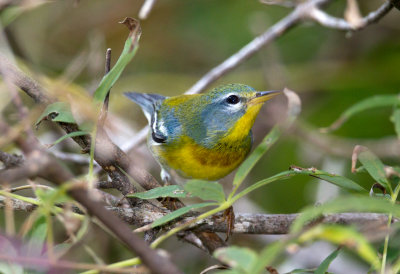 Northern Parula