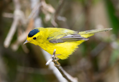 Wilsons Warbler