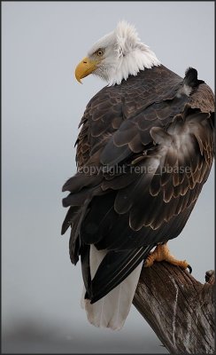 alaska - bald eagle