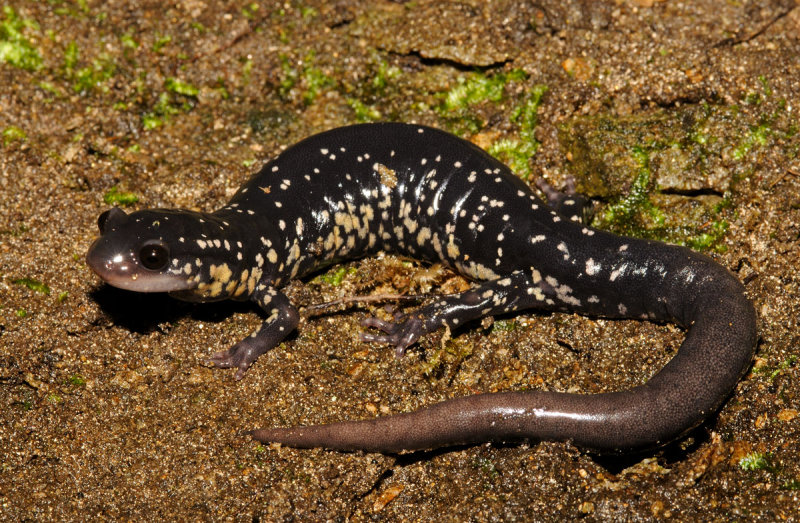 White-spotted Slimy Salamander