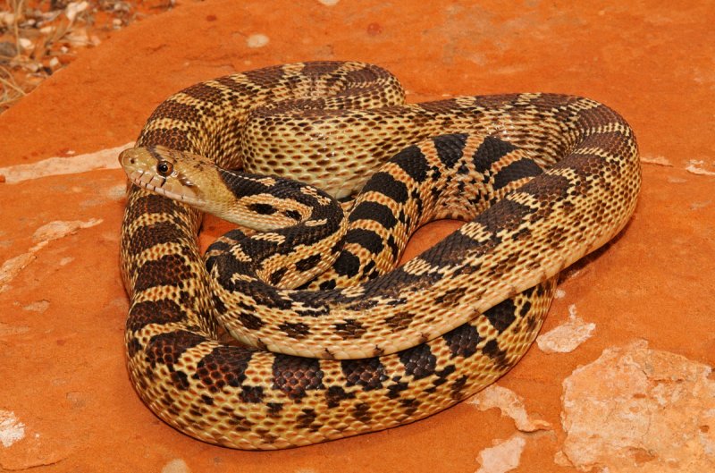 Great Basin Gopher Snake