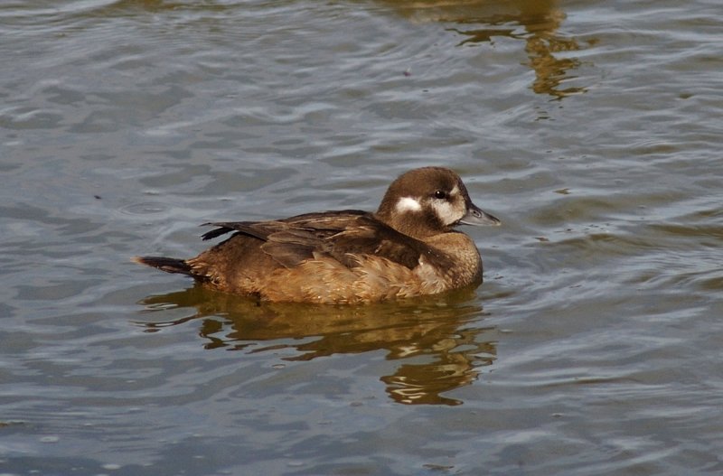 Harlequin Duck