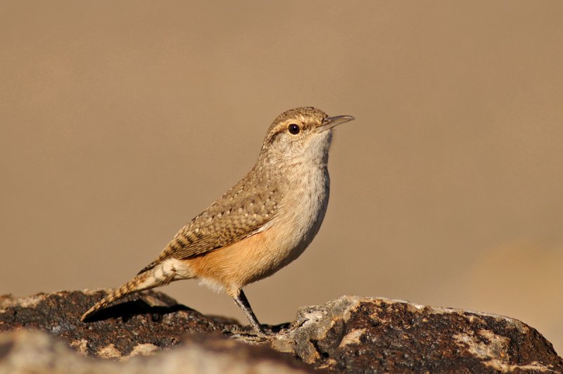 Rock Wren