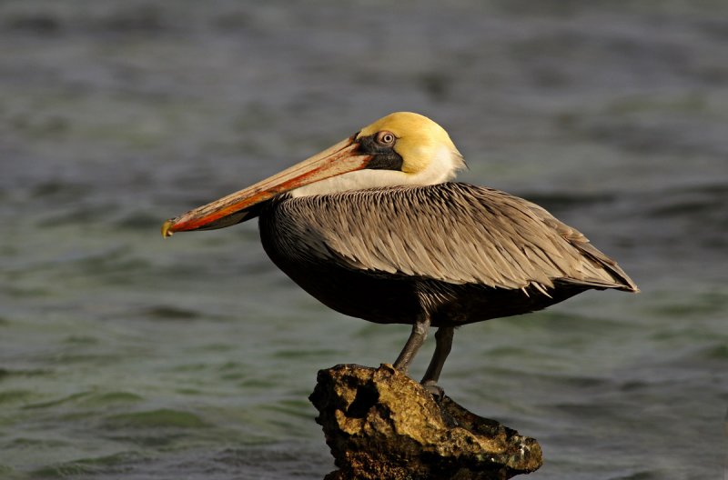 Brown Pelican