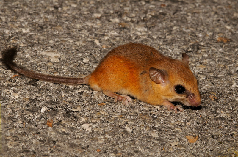 Yucatan Vesper Mouse