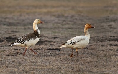 Snow Geese