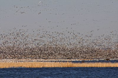 Snow Geese
