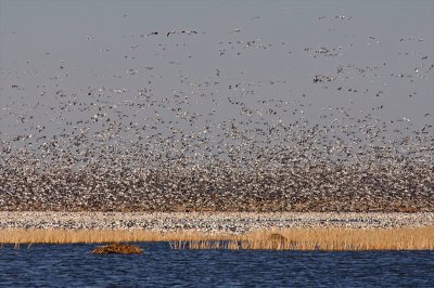 Snow Geese