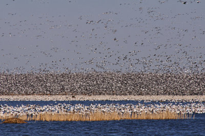 Snow Geese